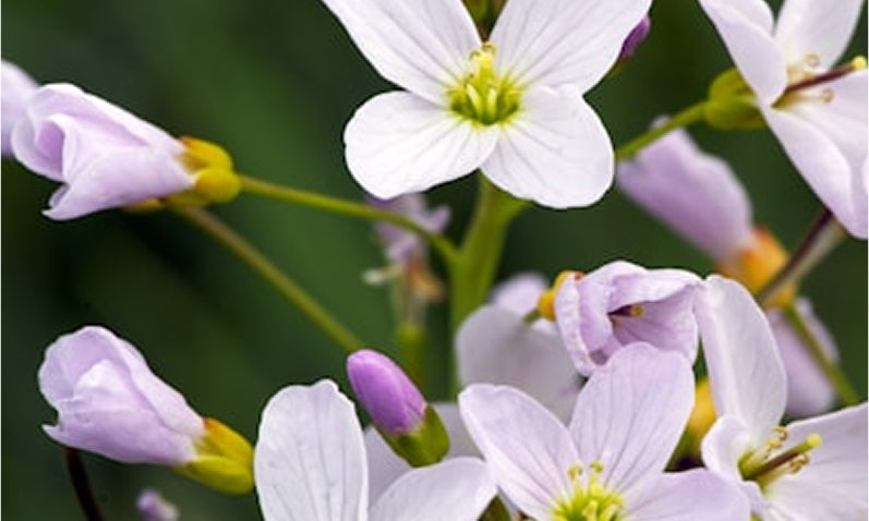 Botanical Blend