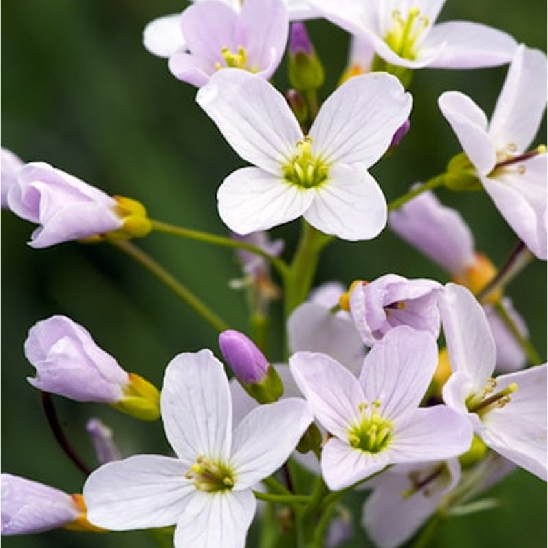 Botanical Blend